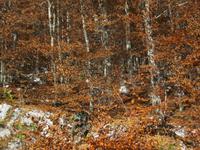 IMG_9965 Laubfärbung