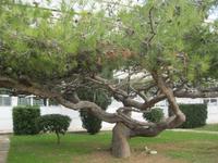 IMG_9975 selten Form