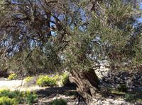 uralter Olivenbaum auf Pag