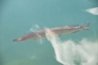 112 NP Plitvicer Seen