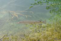 113 NP Plitvicer Seen, Hecht