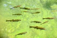 215 Krka Nationalpark