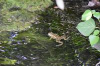 216 Krka Nationalpark