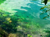 Im Krka - Nationalpark