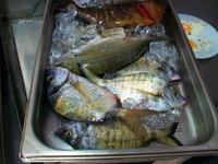 Nächtlicher Fang vom Steward Marko 