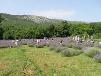 Singlereise Kroatien - Lavendelernte