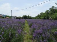 Singlereise Kroatien - Lavendelernte