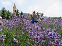 Singlereise Kroatien - Lavendelernte