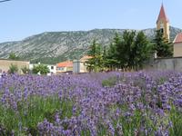 Singlereise Kroatien - Lavendelernte