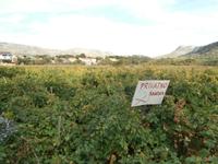 Weingut Matusko Winery in Potomje