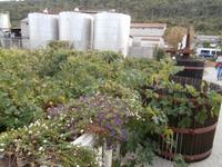 Weingut Matusko Winery in Potomje