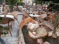 Budva durstige Katze