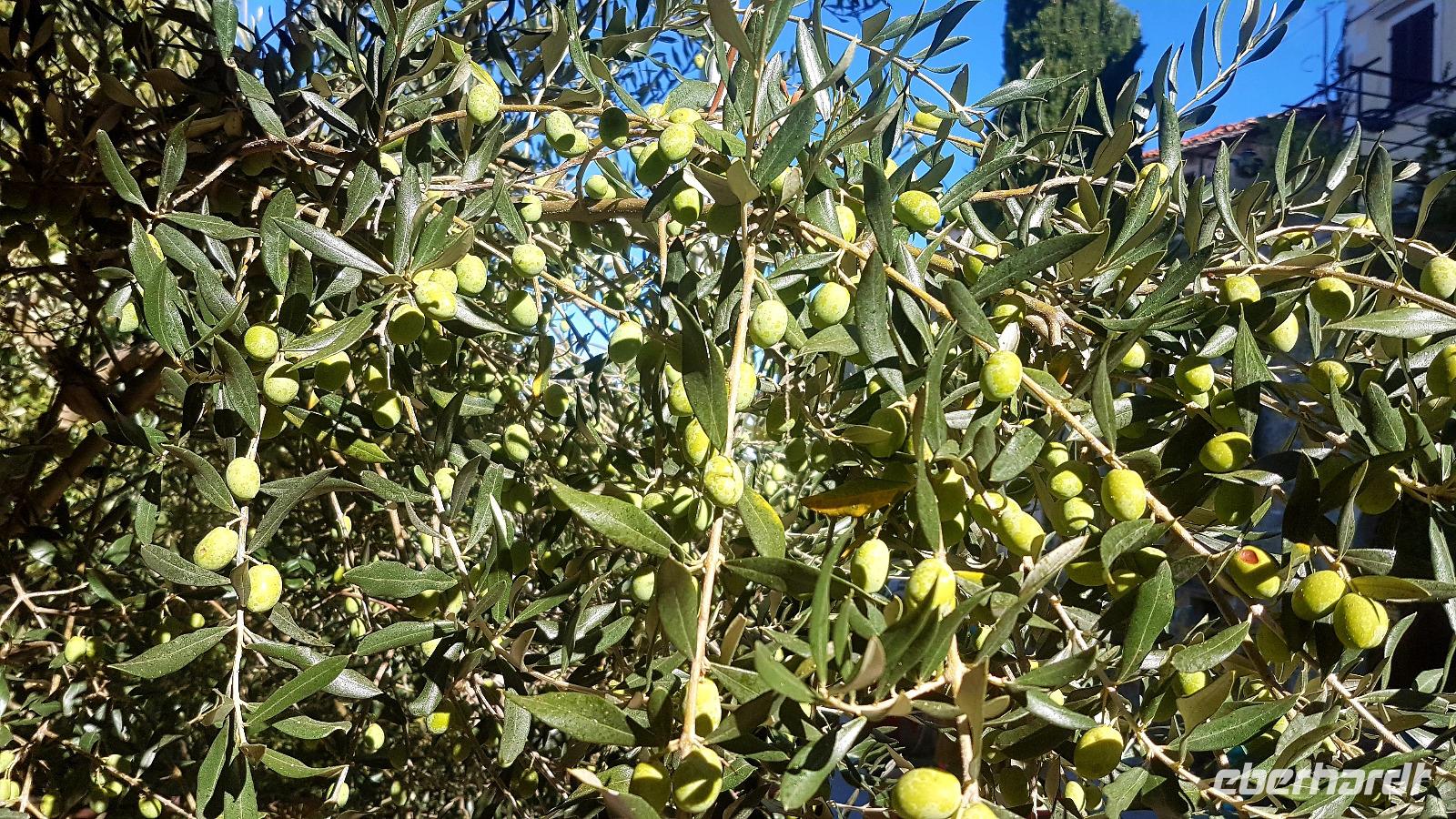Bald ist Olivenernte