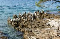 Wanderung an der Küste entlang von Malinska bis Njivice