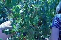 Weinlese auf dem Gut der Familie Pavlomir