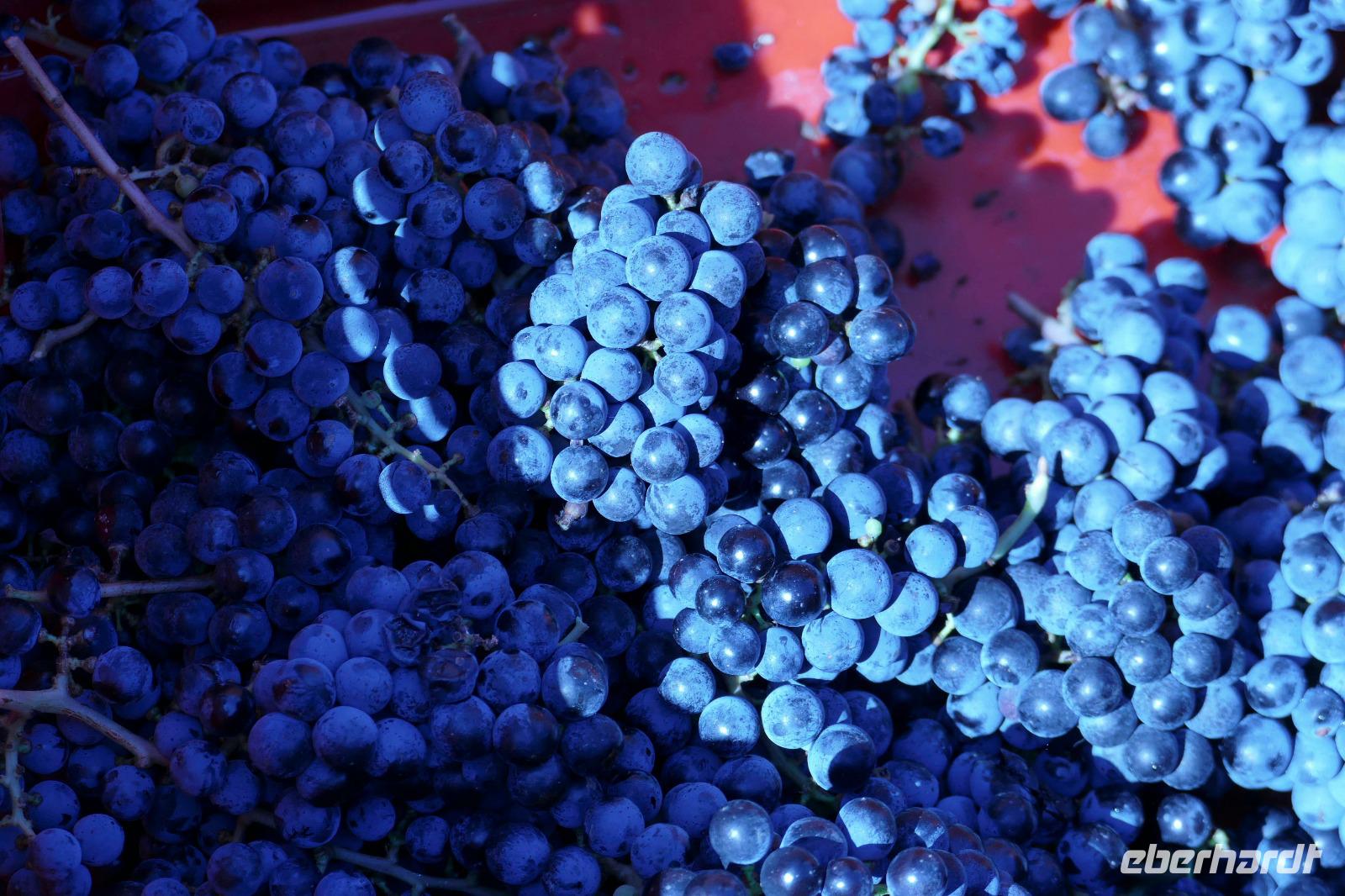 Weinlese auf dem Gut der Familie Pavlomir