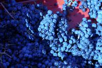 Weinlese auf dem Gut der Familie Pavlomir