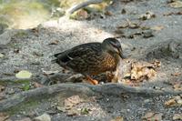 Nationalpark Plitwitzer Seen