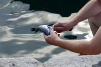 Im Hafen von Malinska