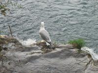Nationalpark Krka-Wasserfälle