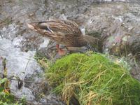 Nationalpark Krka-Wasserfälle