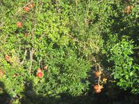 Auf der Stadtmauer von Dubrovnik