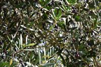 059 Ausflug zu den Elaphiten, Olivenbaum auf der Insel Sipan