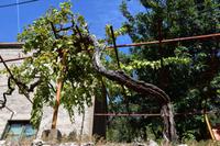 060 Ausflug zu den Elaphiten, alter Rebstock auf der Insel Sipan