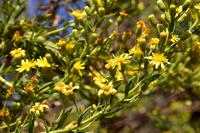 061 Ausflug zu den Elaphiten, Blütenpracht auf der Insel Sipan