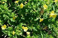 062 Ausflug zu den Elaphiten, Blütenpracht auf der Insel Sipan