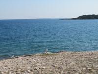 Möve an der Badebucht