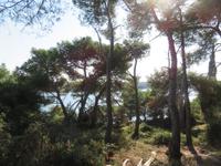 Wälder am Kap Kamenjak