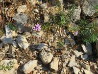 Pflanzen Wanderung Mirna-Flusstal