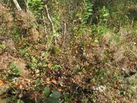 Pflanzen Wanderung Mirna-Flusstal