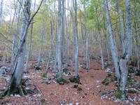 Wälder im Naturpark Ucka