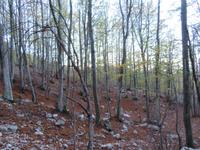 Herbstliche Wälder Ucka