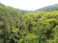Wälder entlang der Bahnstrecke