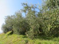 Olivenbäume am Rande der alten Bahnstrecke