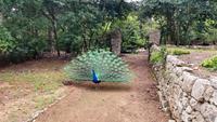 054 Insel Lokrum, Pfau im Botanischen Garten