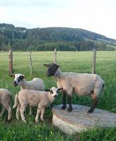 Schafe auf der Wiese vor dem Hotel in der Steiermark