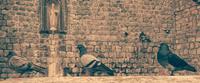 Allgegenwärtige Tauben in Dubrovnik