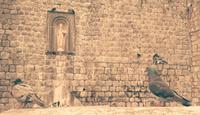 Tauben in Dubrovnik vor dem Eingang