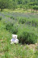 Bärchen im Lavendelfeld