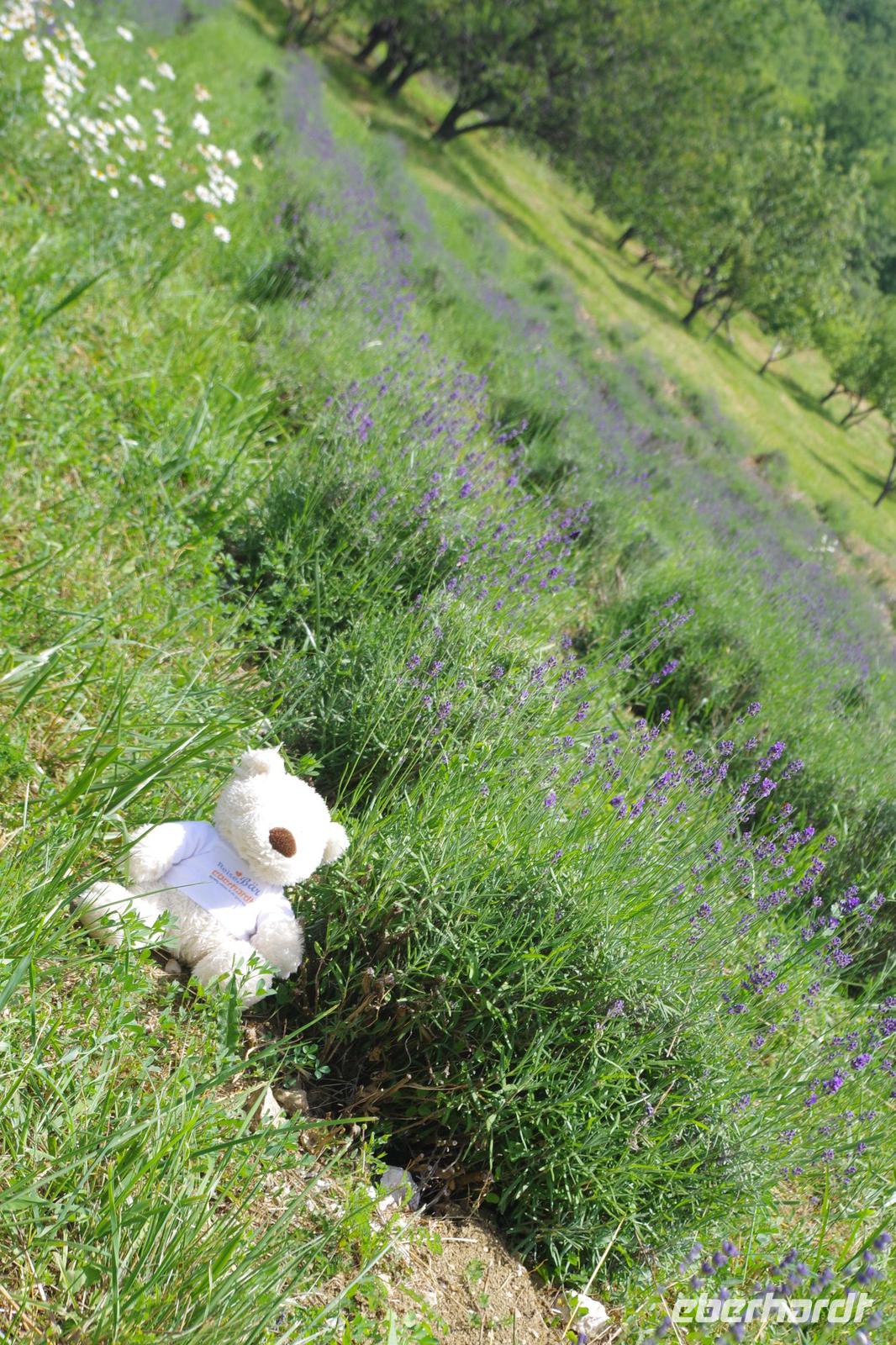 Bärchen im Lavendelfeld