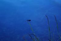 tierische Eindrücke