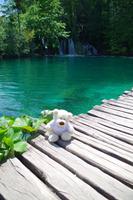Bärchen im Plitzwitzer Nationalpark
