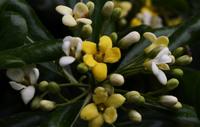 180 Blüte des Klebsamen