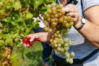 Tag – Ausflug zur Weinlese (23)