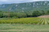 Tag – Ausflug zur Weinlese (31)