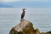 Tag – Wanderung nach Njivice (3)